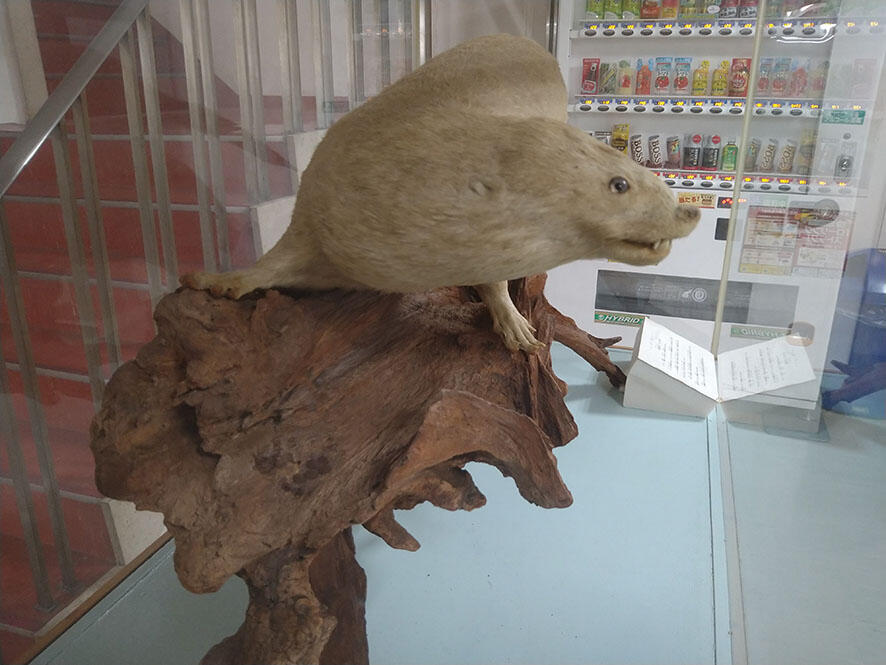 2506_otter_02.jpg