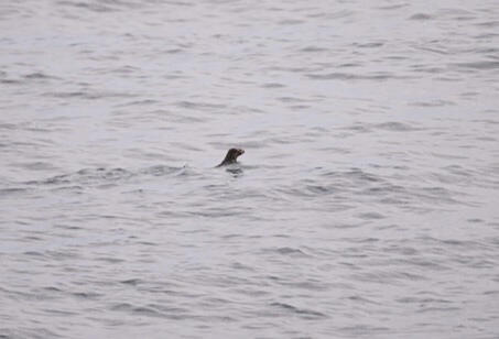 2506_otter_05.jpg