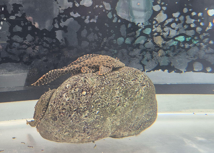 2506_pleco_01.jpg
