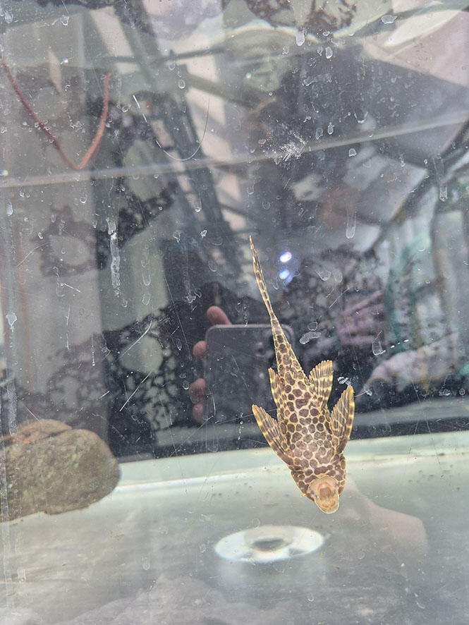 2506_pleco_02.jpg