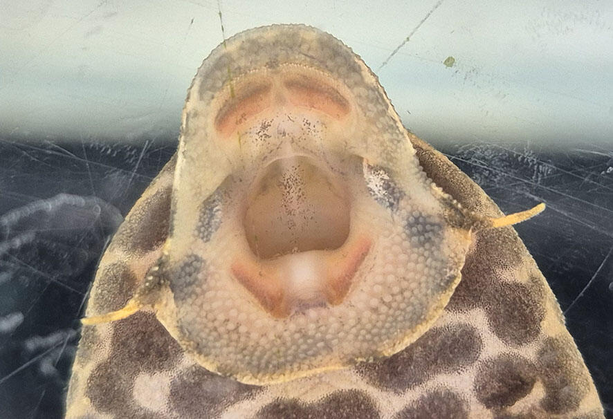 2506_pleco_03.jpg