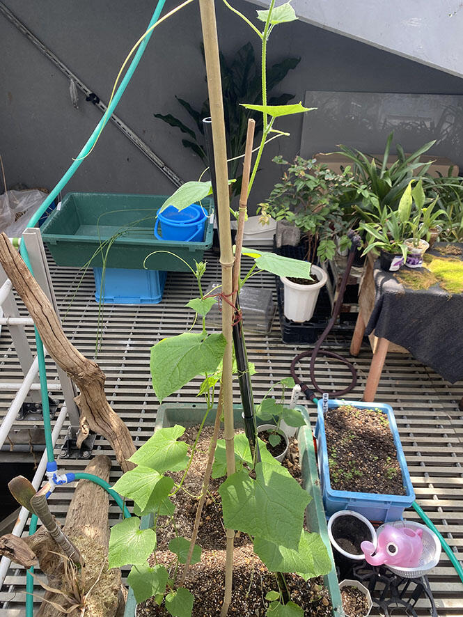 2506_vege_01.jpg