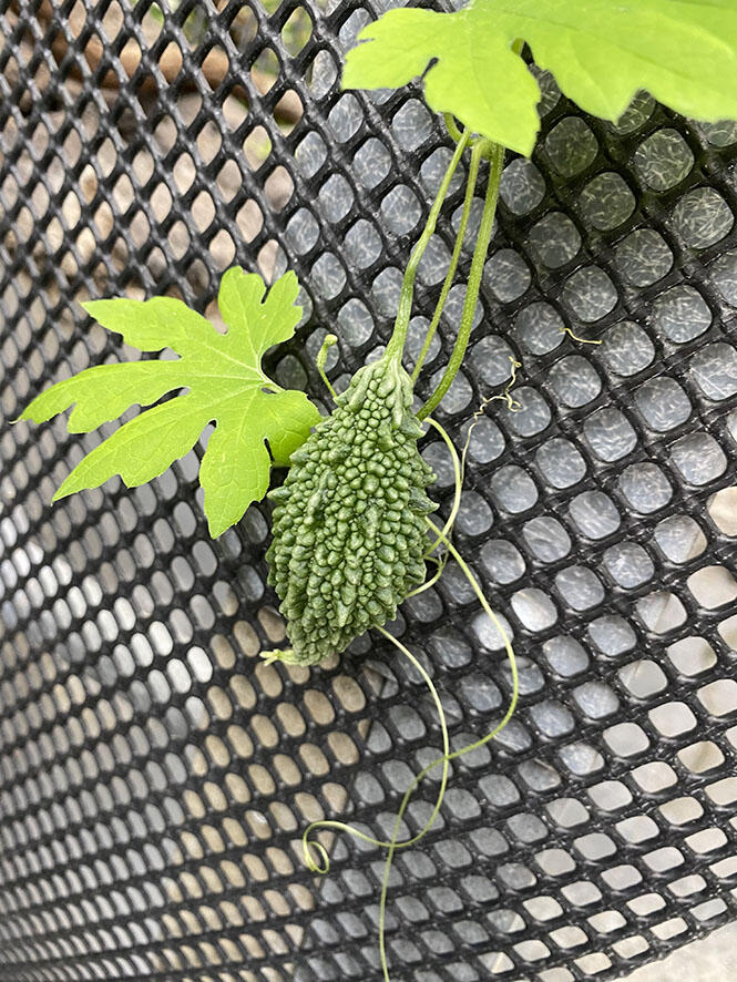 2506_vege_02.jpg