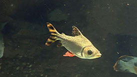 熱帯雨林の掃除屋 カラープロキロダス | 海遊館の舞台ウラ | 生きもの