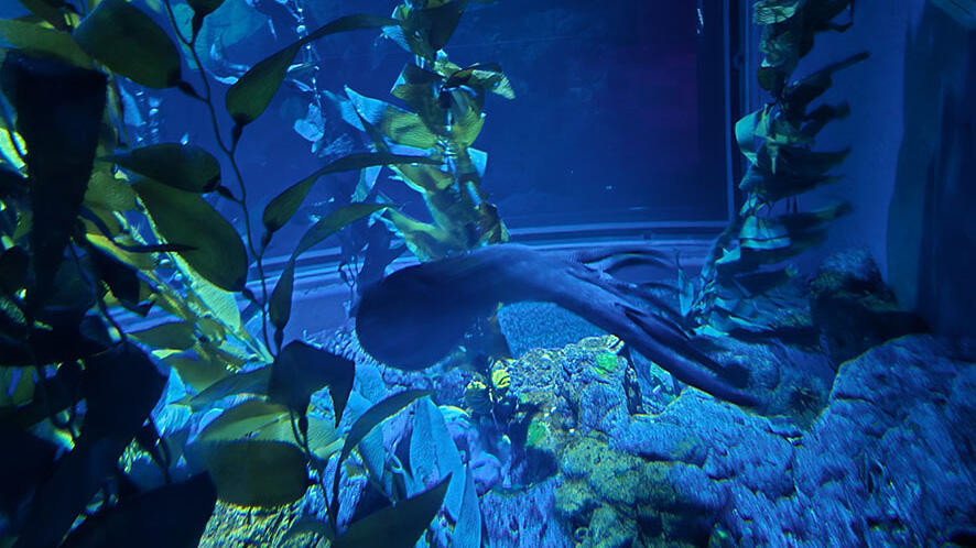 ✿美品✿ コポー コポタロウ 夏 サマー 海 砂浜 浮き輪 スイカ ヒトデ ５種 ✿美品✿ コポー コポタロウ 夏 サマー 海 砂浜 浮き輪 スイカ ヒトデ 5種