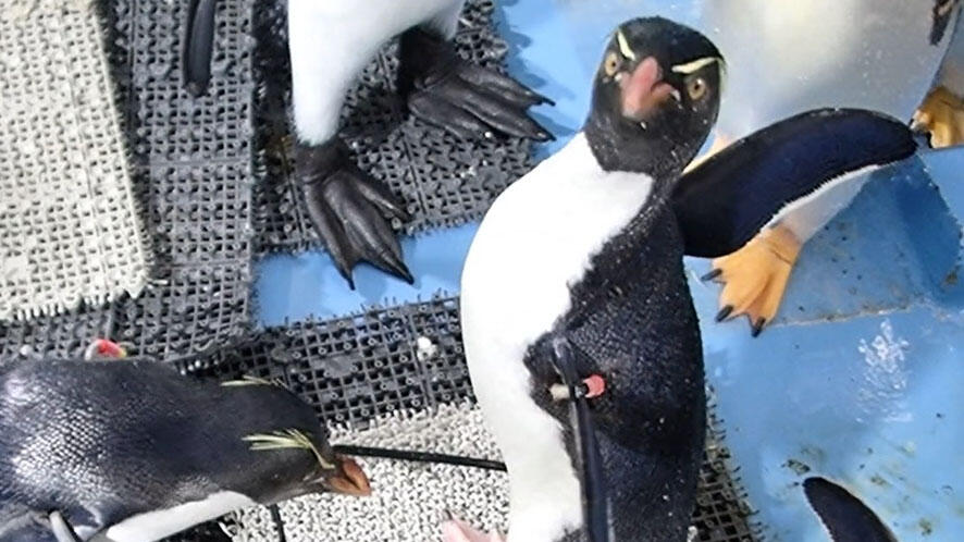 ミナミイワトビペンギン | 生きもの図鑑 | 生きものを知る | 海遊館