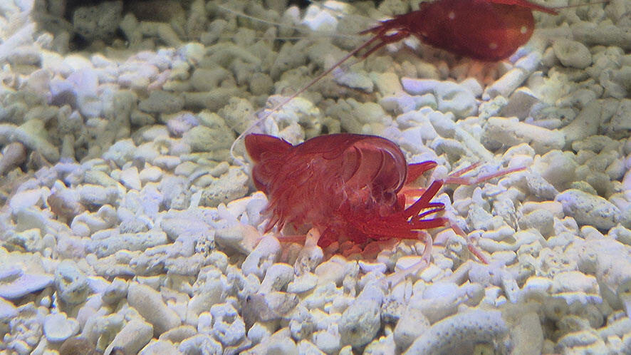 脱いじゃった | 海遊館の舞台ウラ | 生きものを知る | 海遊館