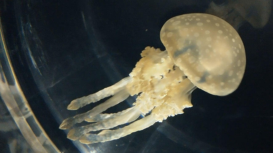 タコクラゲ | 生きもの図鑑 | 生きものを知る | 海遊館