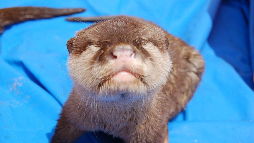 コツメカワウソ | 生きもの図鑑 | 生きものを知る | 海遊館