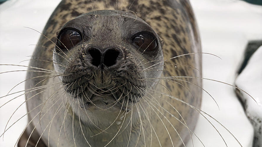 アザラシ どこ見ていいかわかんない」情報量が多すぎる！エサをおねだりする