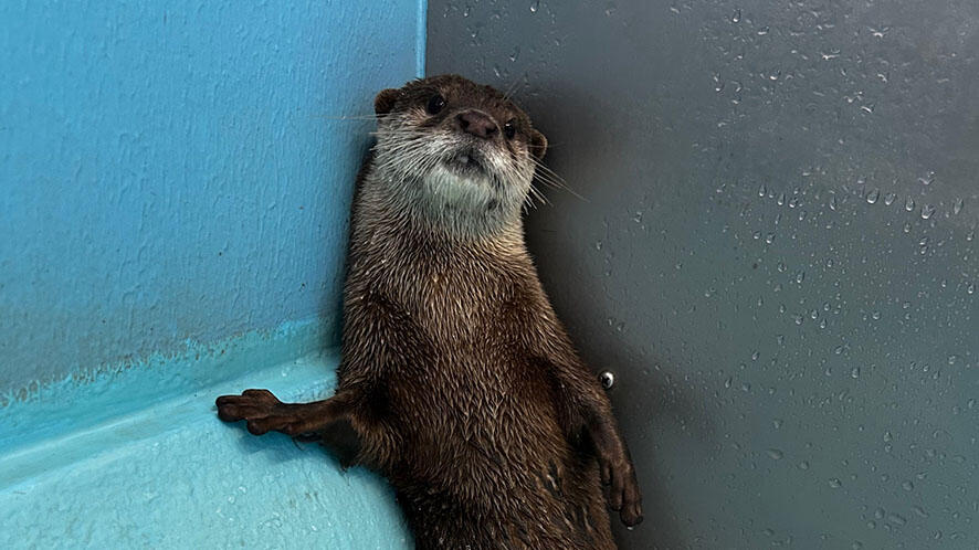 コツメカワウソ | 生きもの図鑑 | 生きものを知る | 海遊館