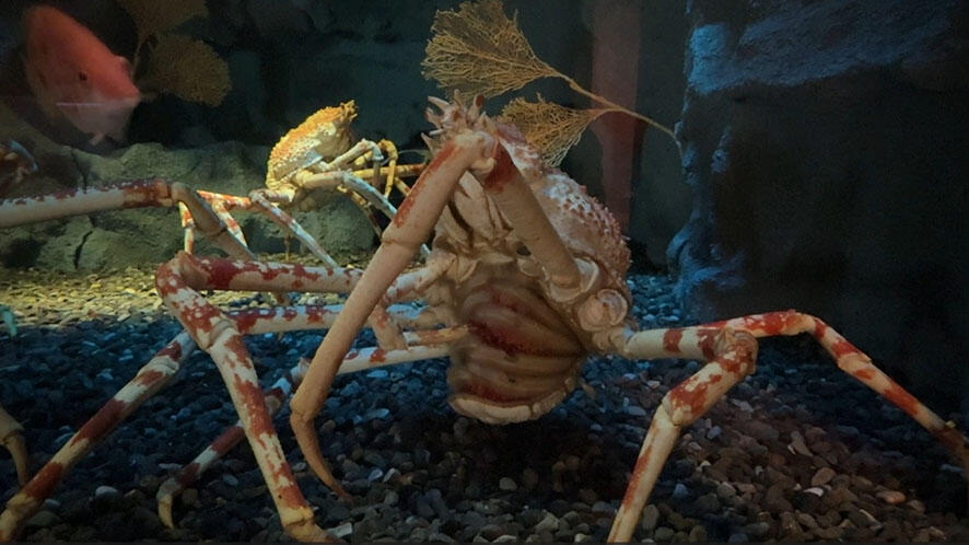 展示終了しました【海遊館初展示】タカアシガニの「メガロパ幼生」の