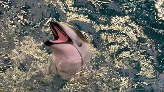 カマイルカ | 生きもの図鑑 | 生きものを知る | 海遊館