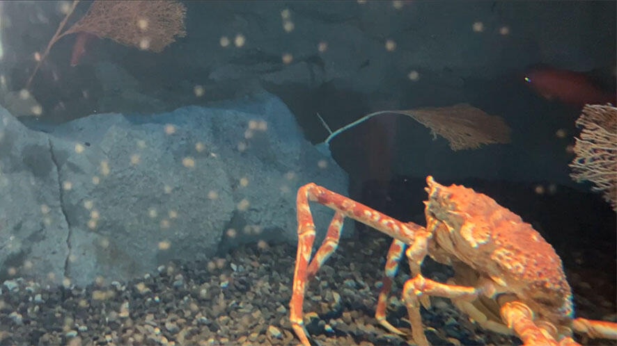 タカアシガニ | 生きもの図鑑 | 生きものを知る | 海遊館