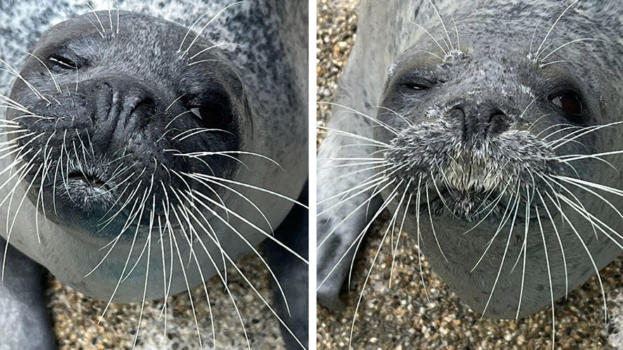 アザラシ親子 | 海遊館の舞台ウラ | 生きものを知る | 海遊館