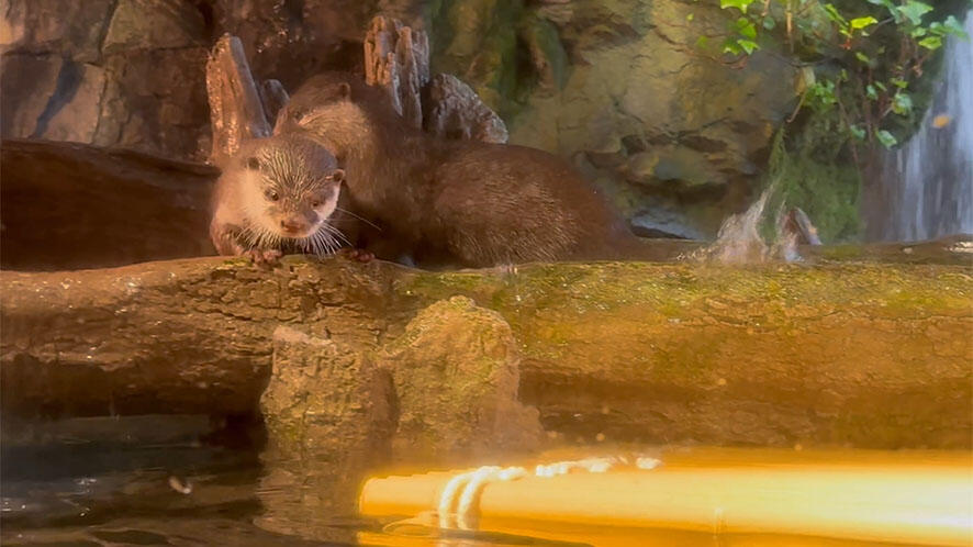 コツメカワウソ | 生きもの図鑑 | 生きものを知る | 海遊館