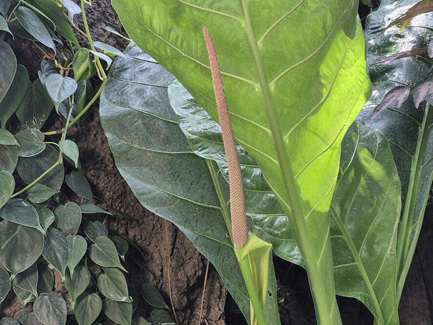 2606_hookeri_02.jpg