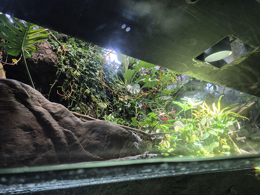 2606_hookeri_03.jpg