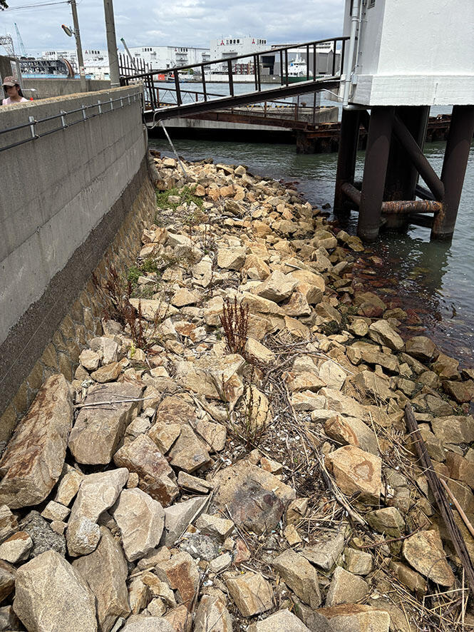 2606_umigomi_09.jpg
