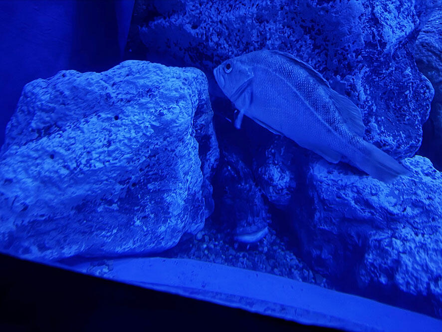 2607_fusa_01.jpg