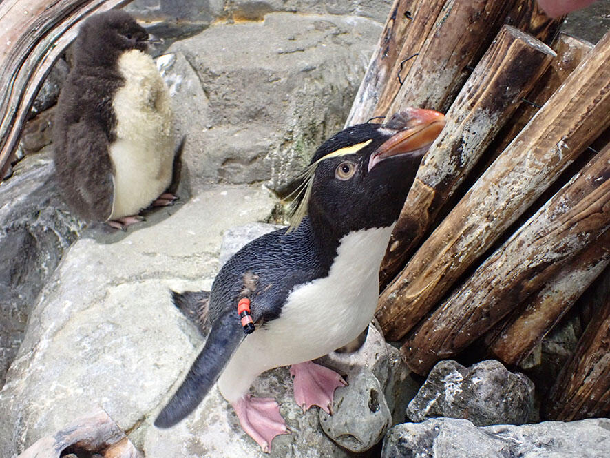 2607_iwapen_02.jpg