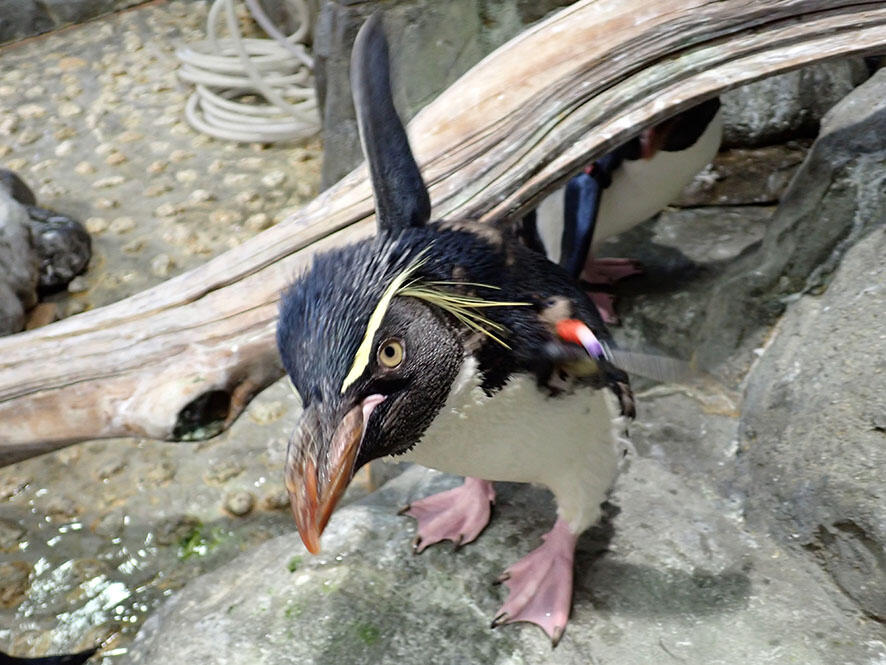 2607_iwapen_03.jpg