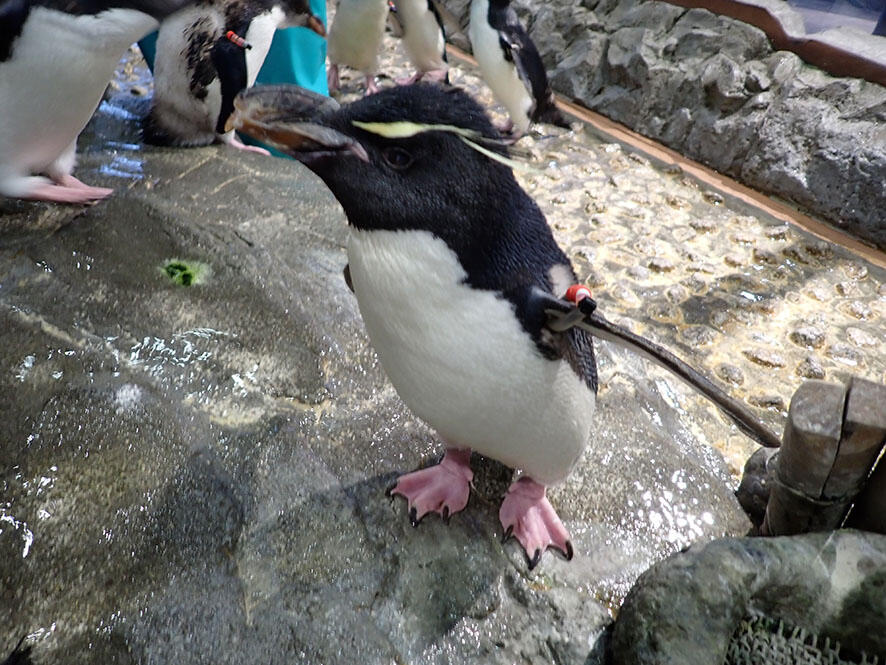 2607_iwapen_11.jpg