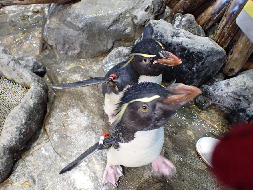 2607_iwapen_13.jpg