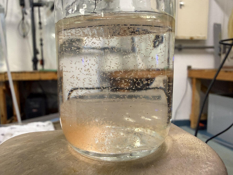 2608_artemia_02.jpg