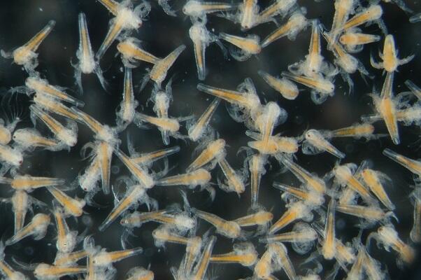 2608_artemia_03.jpg