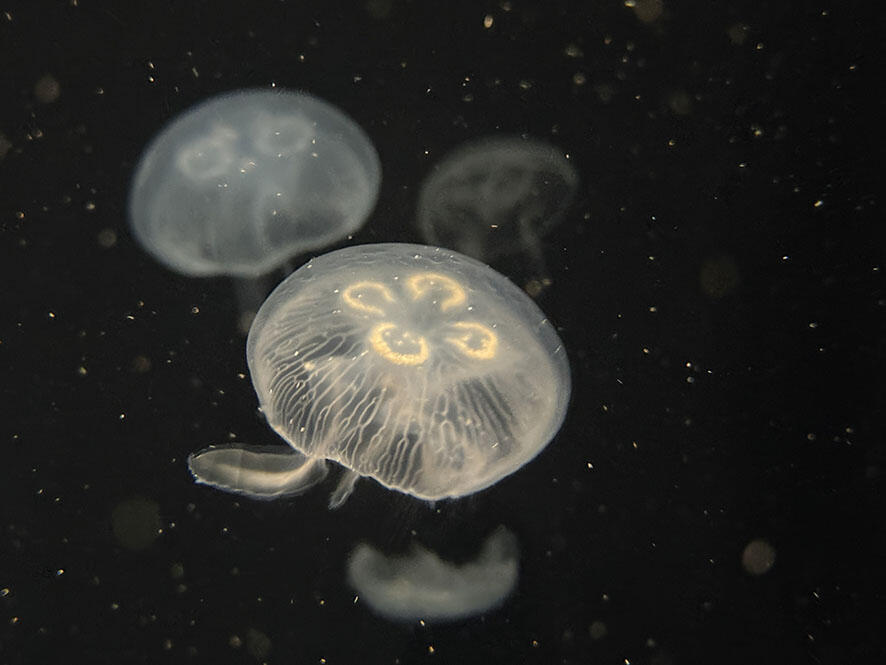 2608_artemia_04.jpg