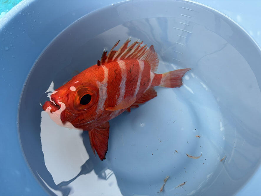 2608_iburi114_01.jpg