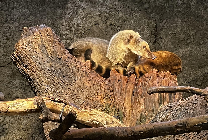 2609_akahanaguma_03.jpg