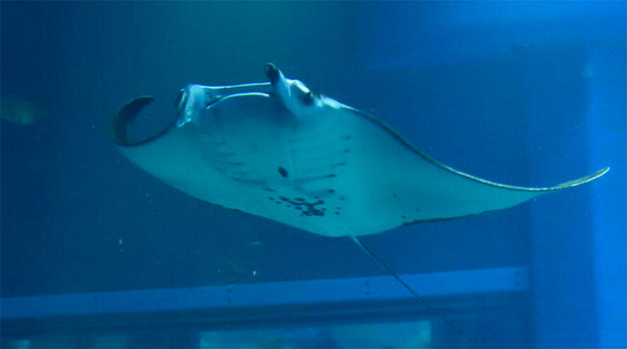 2609_iburi118_01.jpg