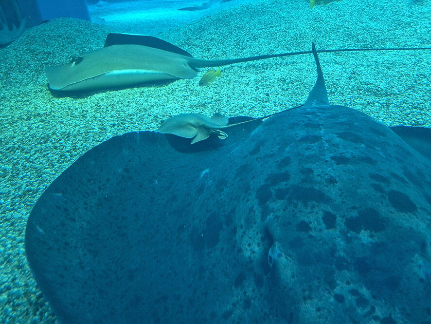 2610_madaraei_02.jpg