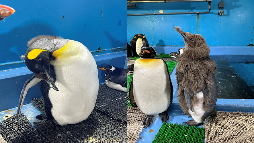 オウサマペンギン | 生きもの図鑑 | 生きものを知る | 海遊館