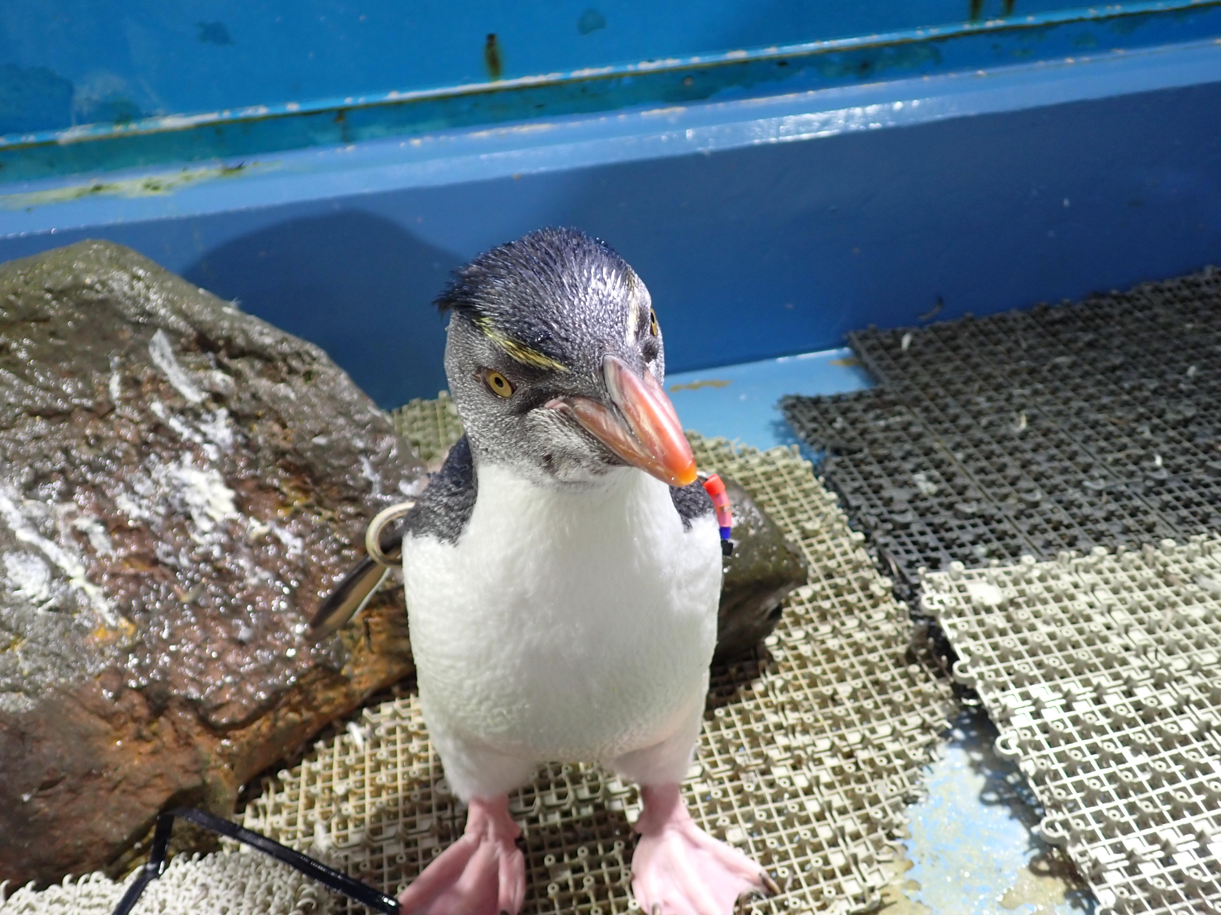 ミナミイワトビペンギンのこどもたち | 海遊館の舞台ウラ | 生きものを