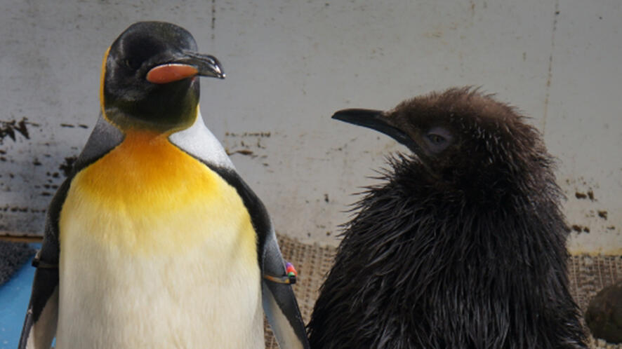 オウサマペンギンの赤ちゃんが2羽誕生 | 海遊館ニュース | 海遊館