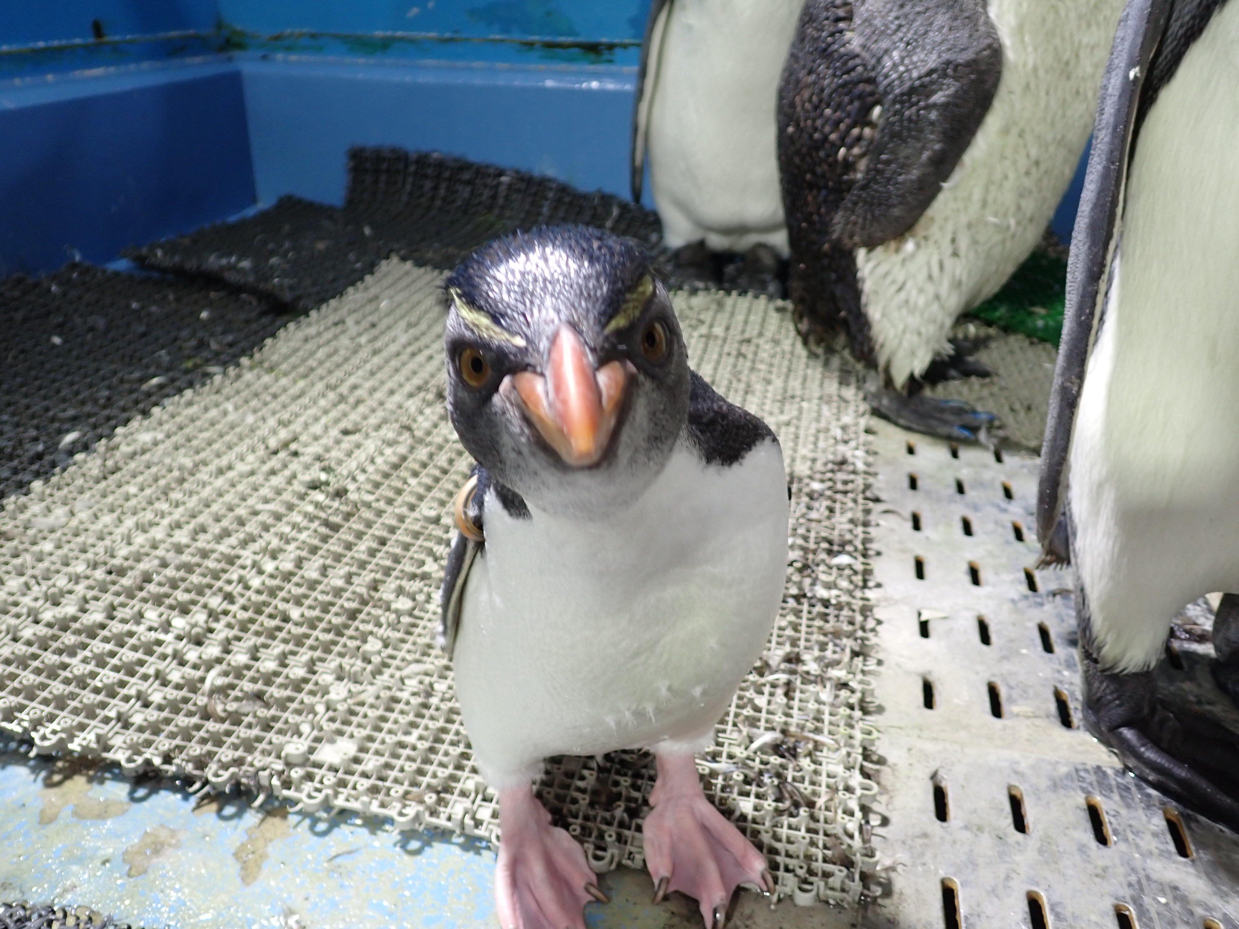 ミナミイワトビペンギンのこどもたち | 海遊館の舞台ウラ | 生きものを