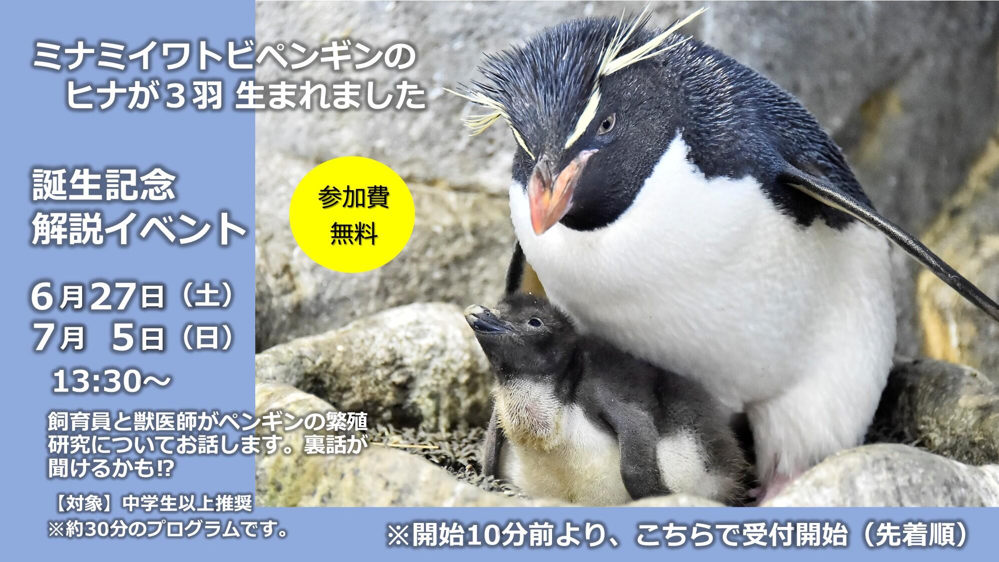 ミナミイワトビペンギン | 生きもの図鑑 | 生きものを知る | 海遊館