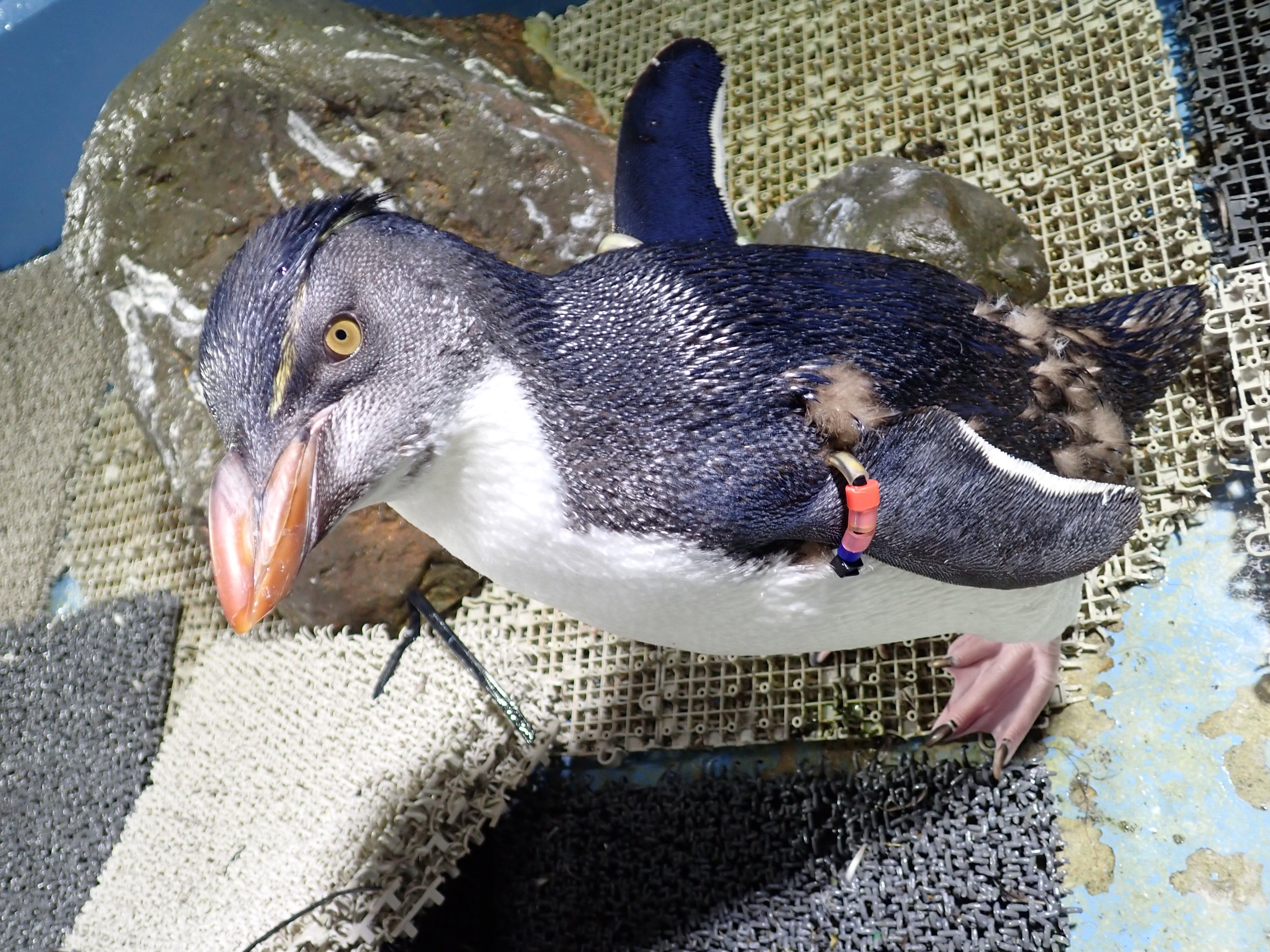 ミナミイワトビペンギンのこどもたち | 海遊館の舞台ウラ | 生きものを