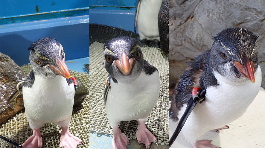 ミナミイワトビペンギン | 生きもの図鑑 | 生きものを知る | 海遊館