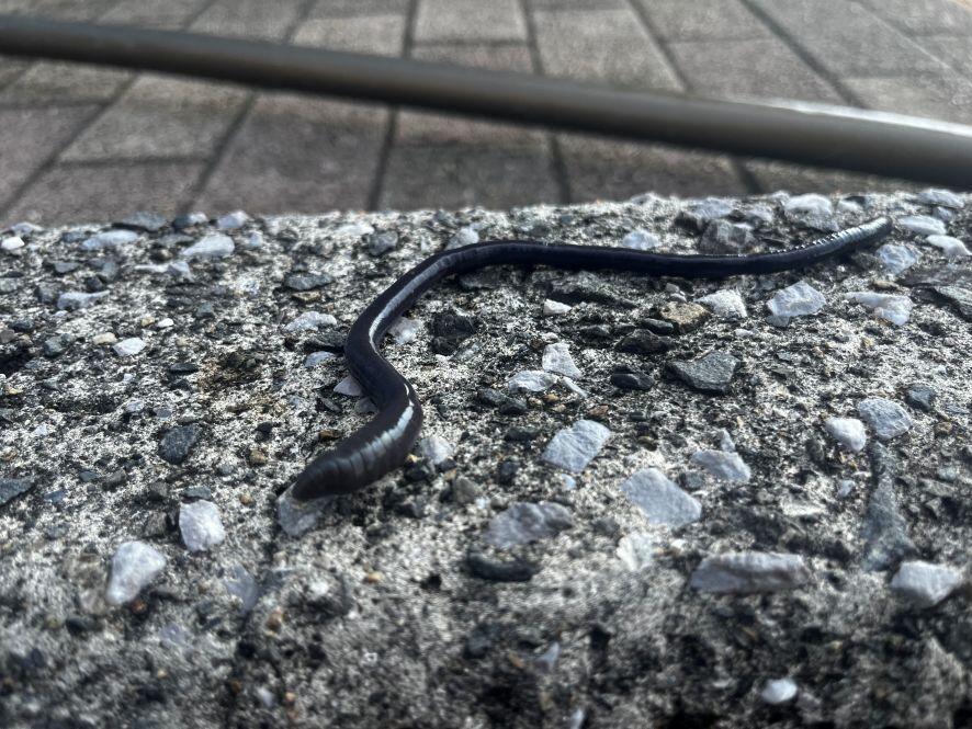 以布利通信100「シーボルト探索隊 第三弾」 | 海遊館の舞台ウラ