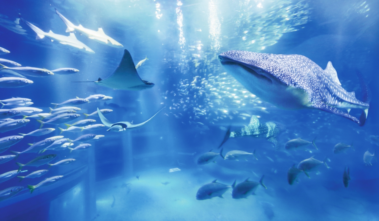 海遊館は、「地球と生き物はひとつの生命体」というテーマで創られました。