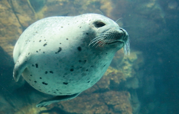 海遊館の動物たち
