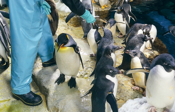 海遊館は、「地球と生き物はひとつの生命体」というテーマで創られました。