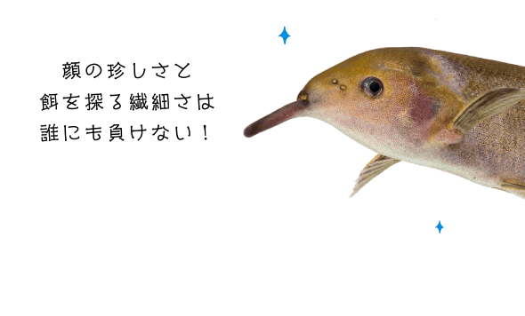 顔の珍しさと餌を探る繊細さは誰にも負けない