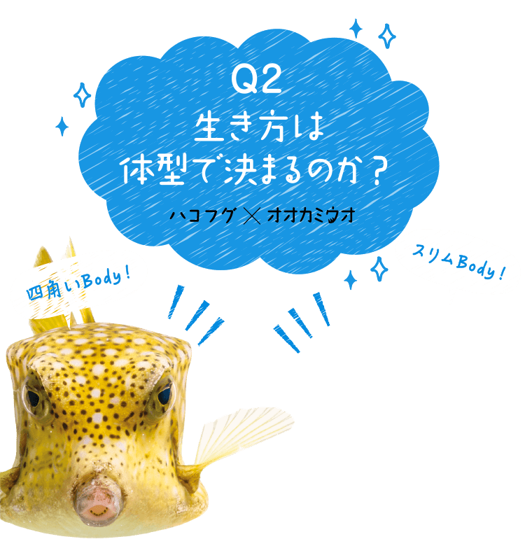 生き方は体型で決まるのか？ ハコフグ×オオカミウオ