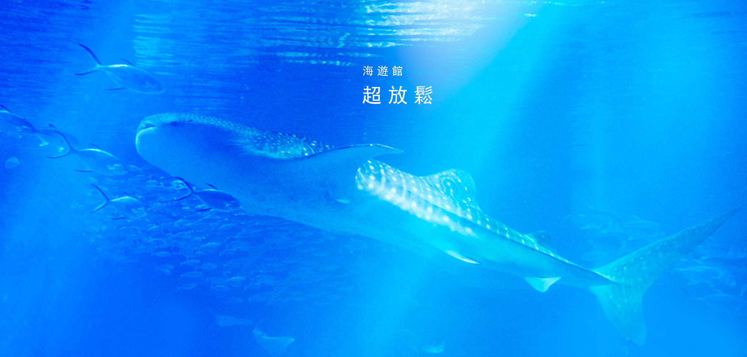 Osaka Aquarium Kaiyukan