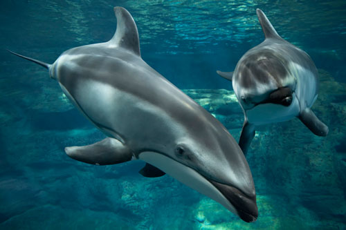 Delfú‹ de flancos blancos